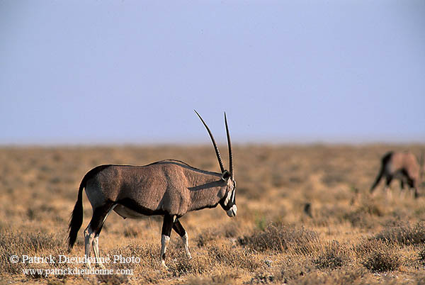 Gemsbok, Namibia, Etosha NP - Oryx Gemsbok  14686