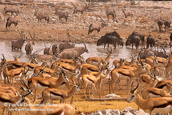 Gemsbok herd, Namibia, Etosha NP - Oryx Gemsbok  14687