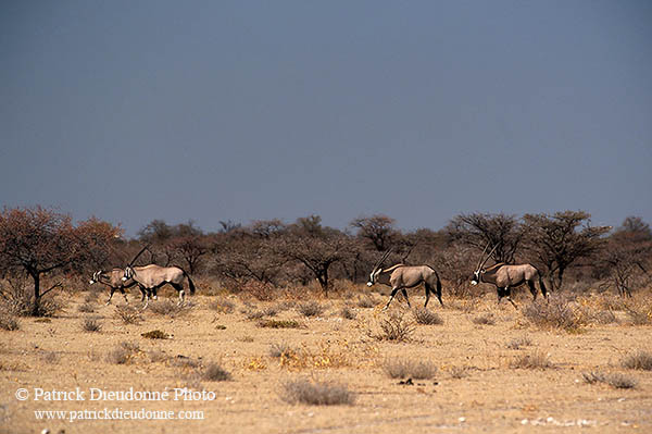 Gemsbok, Namibia, Etosha NP - Oryx Gemsbok  14688