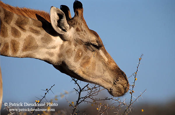 Giraffe browsing, Kruger NP, S. Africa -  Girafe broutant  14691