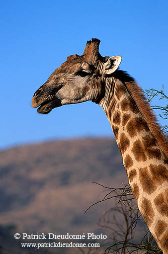 Giraffe, Kruger NP, S. Africa -  Girafe  14693