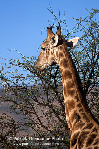 Giraffe, Kruger NP, S. Africa -  Girafe  14694