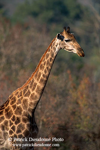 Giraffe, Kruger NP, S. Africa -  Girafe  14695