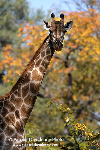 Giraffe, Kruger NP, S. Africa -  Girafe  14696