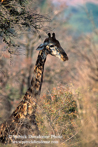 Giraffe, Kruger NP, S. Africa -  Girafe  14697