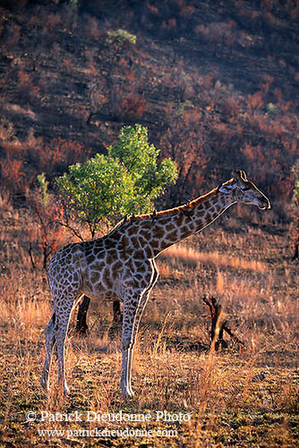 Giraffe, Pilanesberg NP, S. Africa -  Girafe  14698