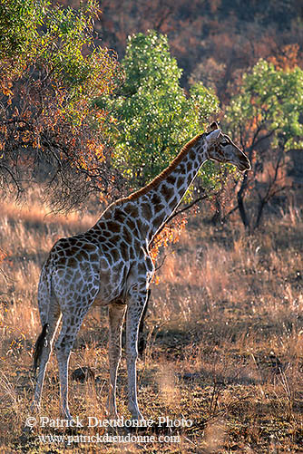 Giraffe, Pilanesberg NP, S. Africa -  Girafe  14699