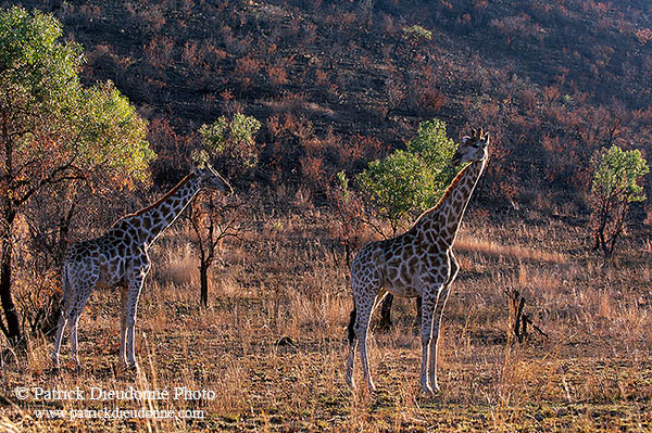 Giraffe, Pilanesberg NP, S. Africa -  Girafe  14700