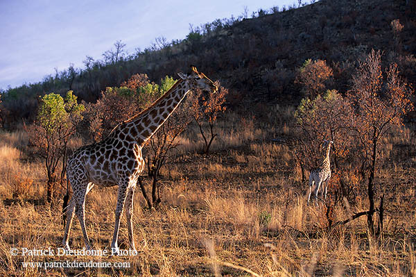 Giraffe, Pilanesberg NP, S. Africa -  Girafe  14701