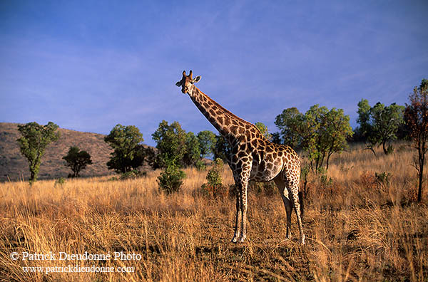 Giraffe, Pilanesberg NP, S. Africa -  Girafe  14702