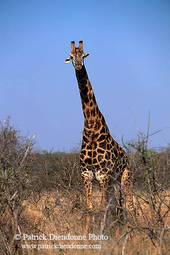 Giraffe, Kruger NP, S. Africa -  Girafe, 14709