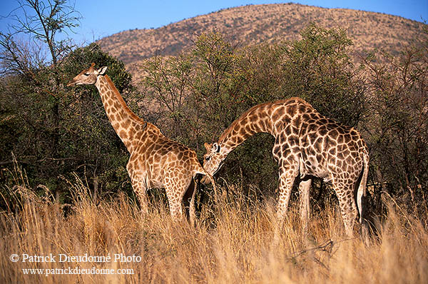Giraffe courtship, Kruger NP, S. Africa -  Girafe, cour  14707
