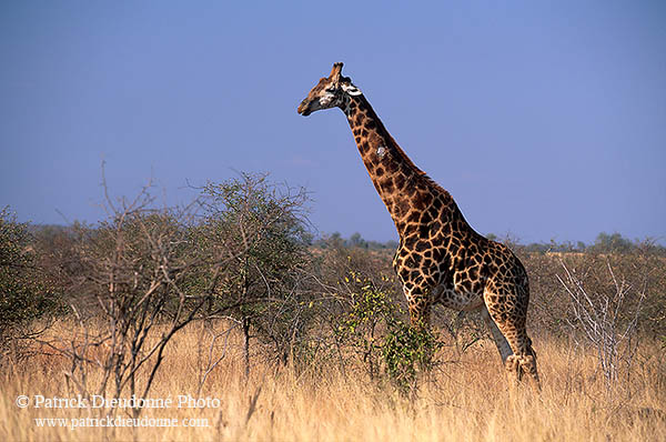 Giraffe, Kruger NP, S. Africa -  Girafe, 14710
