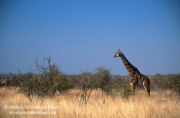 Giraffe, Kruger NP, S. Africa -  Girafe, 14711
