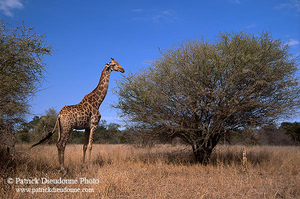 Giraffe, Kruger NP, S. Africa -  Girafe, 14712