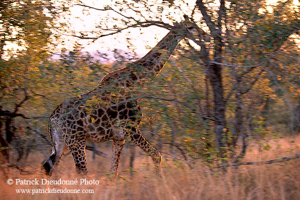 Giraffe, Kruger NP, S. Africa -  Girafe, 14713