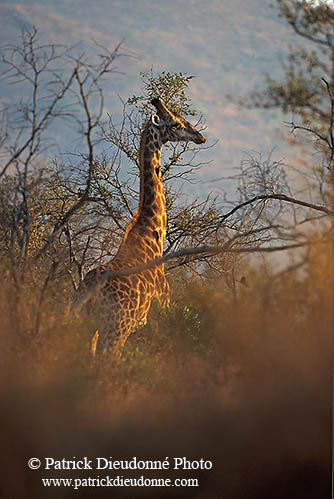 Giraffe, Kruger NP, S. Africa -  Girafe 14714