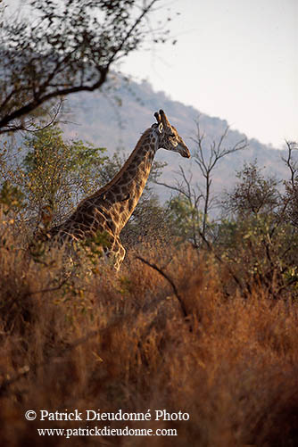 Giraffe, Kruger NP, S. Africa -  Girafe 14715