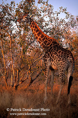 Giraffe browsing, Kruger NP, S. Africa -  Girafe broutant  14717