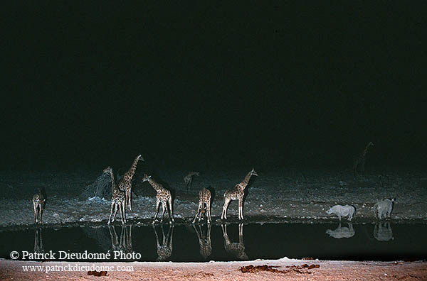 Giraffes at waterhole, Etosha NP, Namibia -  Girafes au pt d'eau  14718