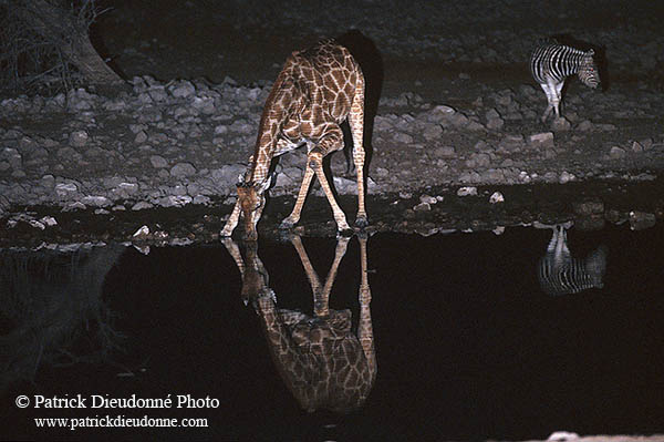 Giraffe drinking, Etosha NP, Namibia -  Girafe buvant la nuit 14721