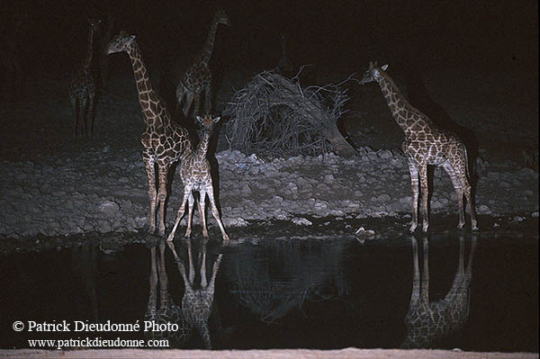 Giraffes at waterhole, Etosha NP, Namibia -  Girafes au pt d'eau  14724