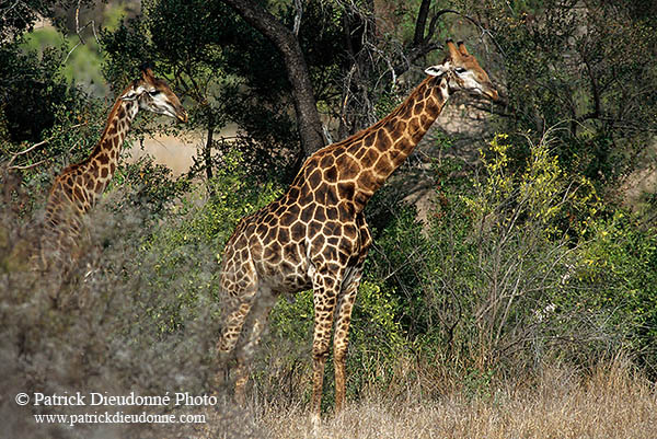 Giraffe, Kruger NP, S. Africa -  Girafe 14726