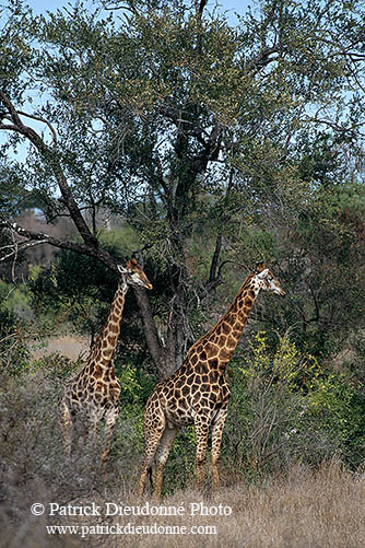 Giraffe, Kruger NP, S. Africa -  Girafe 14727