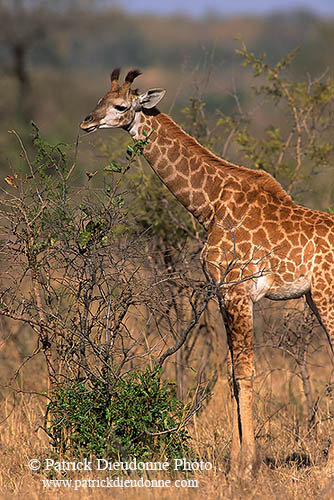 Giraffe (young), Kruger NP, S. Africa -  Jeune Girafe 14730