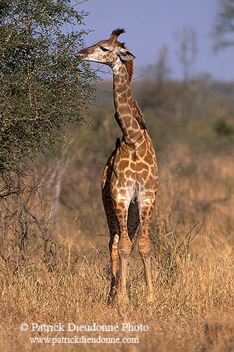 Giraffe (young), Kruger NP, S. Africa -  Jeune Girafe 14729