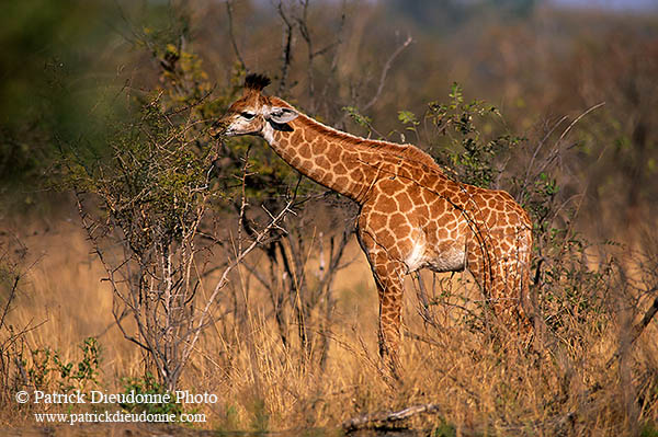 Giraffe (young), Kruger NP, S. Africa -  Jeune Girafe 14730