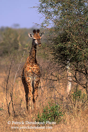 Giraffe (young), Kruger NP, S. Africa -  Jeune Girafe 14735