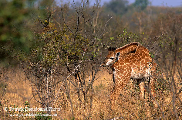 Giraffe (young), Kruger NP, S. Africa -  Jeune Girafe 14736