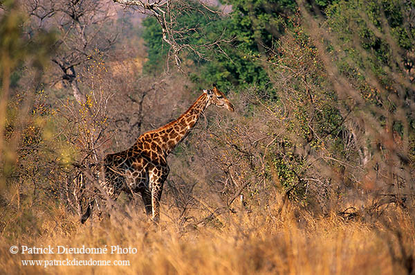 Giraffe in savannah, Kruger NP, S. Africa -  Girafe 14739