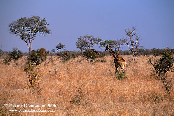 Giraffe in savannah, Kruger NP, S. Africa -  Girafe 14738