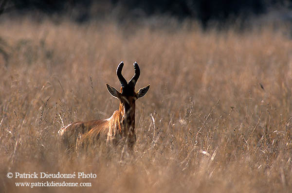 Red hartebeest, Kruger NP, S. Africa -  Bubale rouge  14745