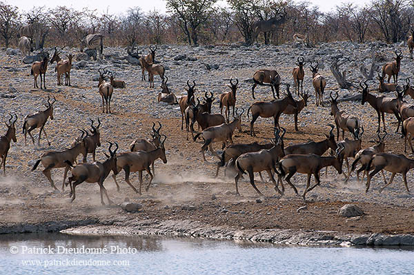 Red hartebeest, Etosha NP, Namibia -  Bubale rouge  14747