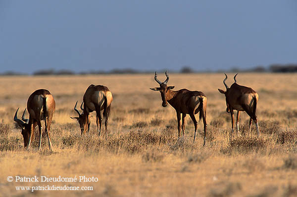 Red hartebeest, Kruger NP, S. Africa -  Bubale rouge  14749