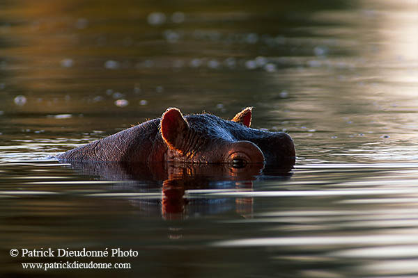 Hippo, Moremi reserve, Botswana - Hippopotame   14750