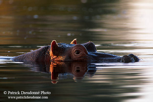 Hippo, Moremi reserve, Botswana - Hippopotame   14751
