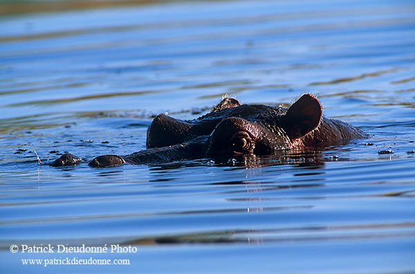 Hippo, Moremi reserve, Botswana - Hippopotame   14752