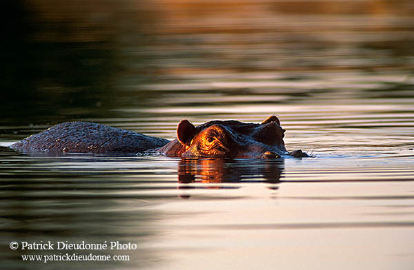 Hippo, Moremi reserve, Botswana - Hippopotame   14753