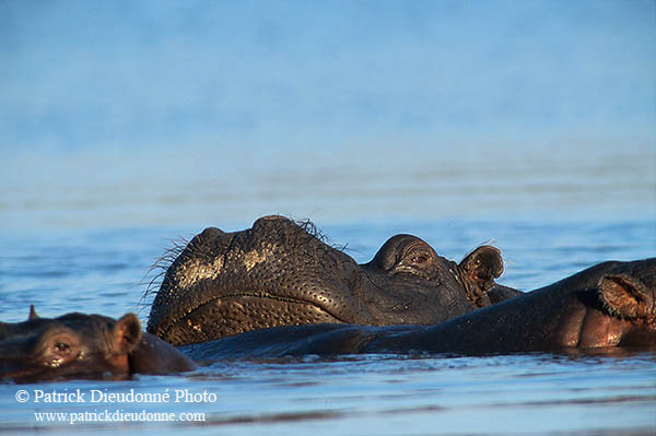 Hippo, Moremi reserve, Botswana - Hippopotame   14754