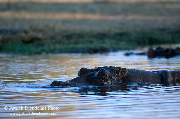Hippo, Moremi reserve, Botswana - Hippopotame   14755