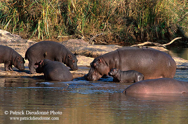 Hippo, group, Kruger NP, S. Africa - Hippopotames   14758