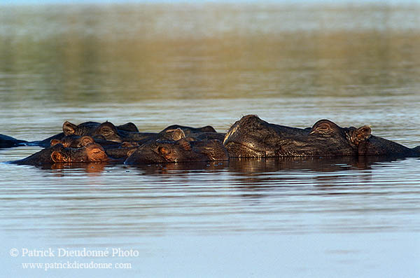 Hippo, Moremi reserve, Botswana - Hippopotame   14757