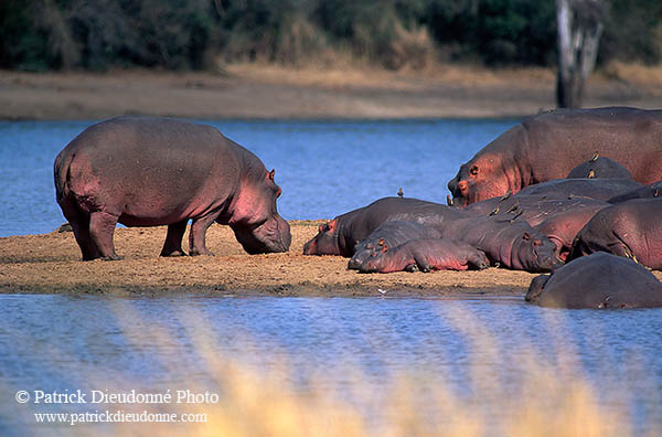 Hippo, group, Kruger NP, S. Africa - Hippopotames   14758