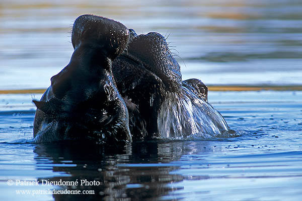 Hippos fighting, Moremi reserve, Botswana - Hippopotame   14762