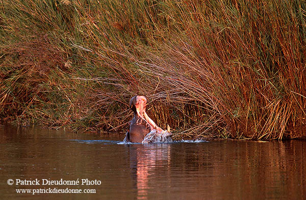 Hippo, Moremi reserve, Botswana - Hippopotame   14763