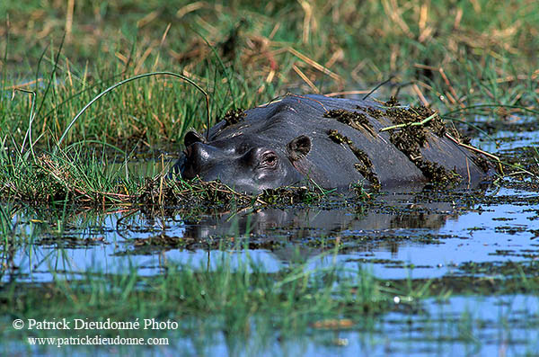 Hippo, Moremi reserve, Botswana - Hippopotame   14765